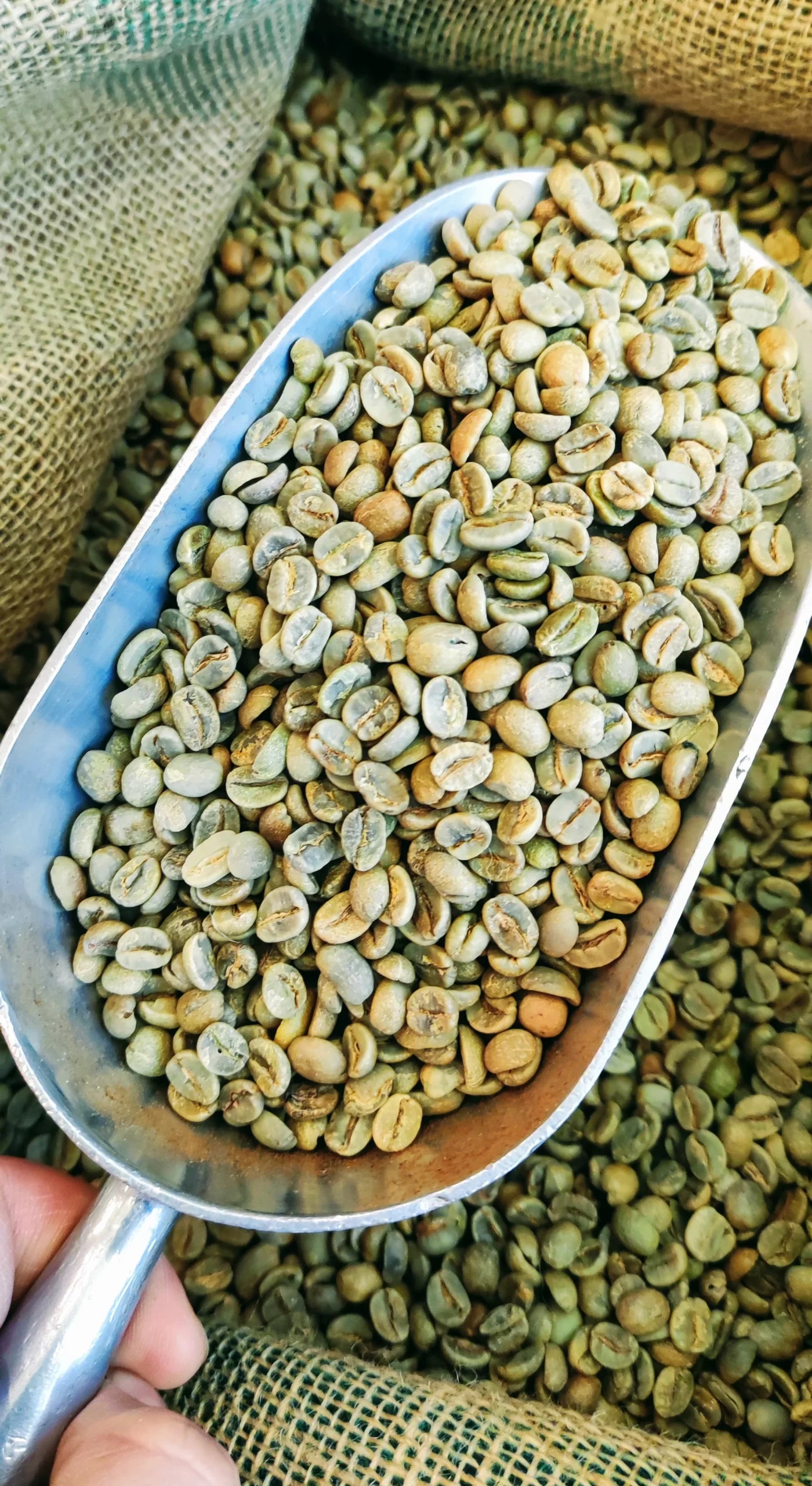Green Coffee Beans 1kg